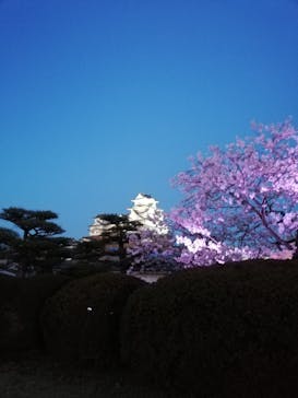 姫路城（イベント）に投稿された画像（2022/4/4）