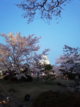 姫路城（イベント）に投稿された画像（2022/4/4）