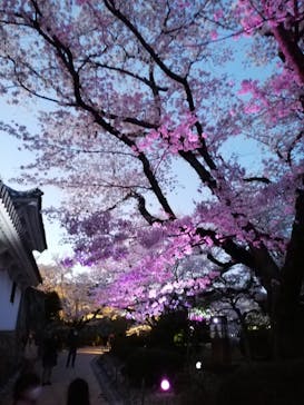 姫路城（イベント）に投稿された画像（2022/4/4）