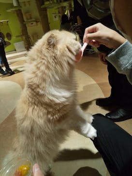 Moff animal world MARK IS みなとみらい店に投稿された画像（2022/4/4）