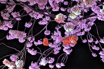 姫路城（イベント）に投稿された画像（2022/4/5）