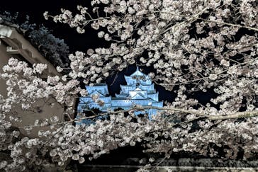 姫路城（イベント）に投稿された画像（2022/4/5）