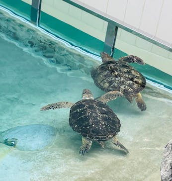 新江ノ島水族館に投稿された画像（2022/4/5）
