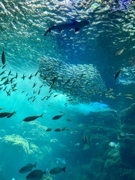 新江ノ島水族館に投稿された画像（2022/4/5）