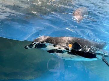 新江ノ島水族館に投稿された画像（2022/4/5）