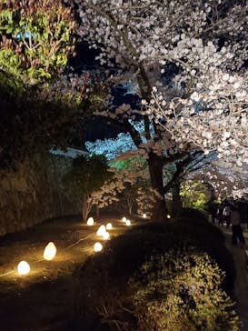 姫路城（イベント）に投稿された画像（2022/4/5）