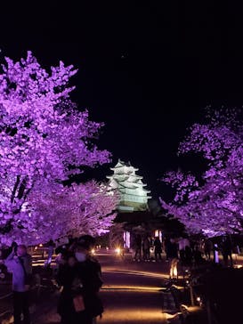 姫路城（イベント）に投稿された画像（2022/4/5）