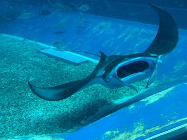 沖縄美ら海水族館に投稿された画像（2022/4/5）