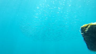 串本海中公園水族館に投稿された画像（2022/4/5）