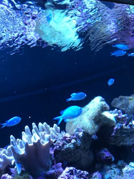 マクセル アクアパーク品川に投稿された画像（2022/4/5）