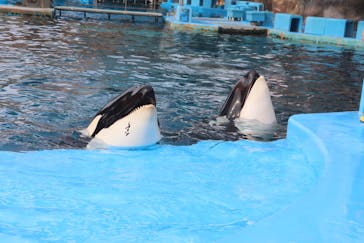 名古屋港水族館に投稿された画像（2022/4/5）