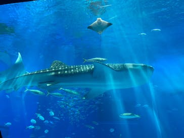 沖縄美ら海水族館に投稿された画像（2022/4/5）