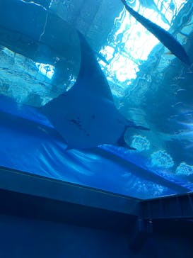 沖縄美ら海水族館に投稿された画像（2022/4/5）