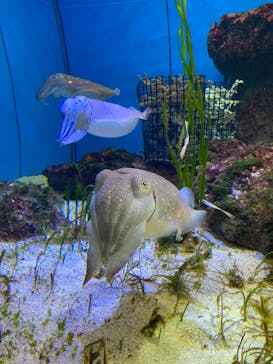 沖縄美ら海水族館に投稿された画像（2022/4/5）