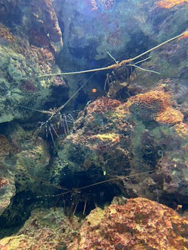 沖縄美ら海水族館に投稿された画像（2022/4/5）