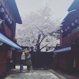 東映太秦映画村に投稿された画像（2022/4/5）