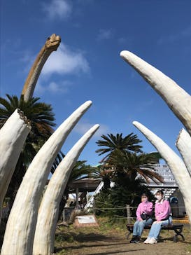 伊豆ぐらんぱる公園に投稿された画像（2022/4/5）