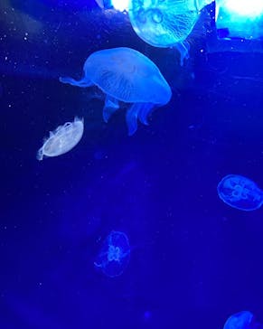 サンシャイン水族館に投稿された画像（2022/4/5）