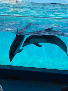 下田海中水族館に投稿された画像（2022/4/5）