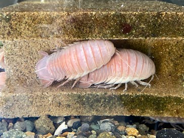 下田海中水族館に投稿された画像（2022/4/5）