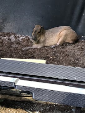 カワスイ 川崎⽔族館に投稿された画像（2022/4/5）