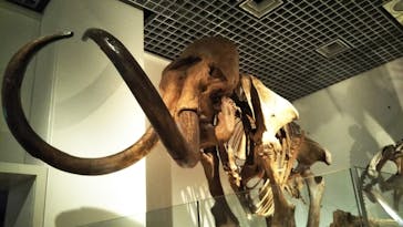 国立科学博物館に投稿された画像（2022/4/5）