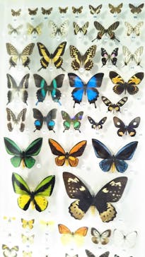 国立科学博物館に投稿された画像（2022/4/5）