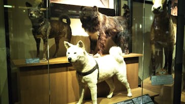 国立科学博物館に投稿された画像（2022/4/5）