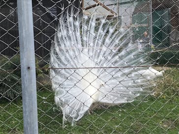 東武動物公園に投稿された画像（2022/4/5）