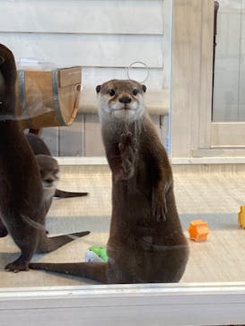 カワウソカフェHARRY原宿テラス店に投稿された画像（2022/4/5）