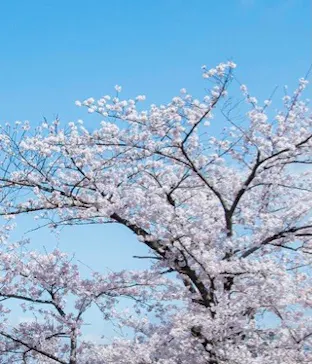 ひらかたパークに投稿された画像（2022/4/5）