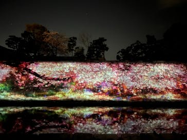 NAKED FLOWERS 2022 -桜- 世界遺産・二条城に投稿された画像（2022/4/4）