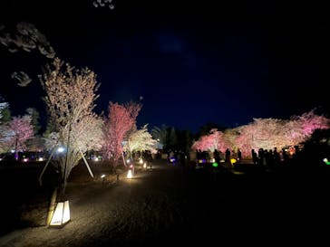 NAKED FLOWERS 2022 -桜- 世界遺産・二条城に投稿された画像（2022/4/4）