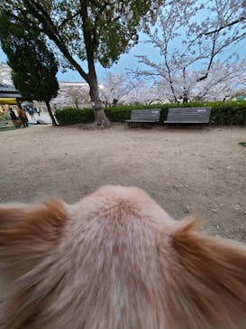 姫路城（イベント）に投稿された画像（2022/4/5）