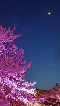 姫路城（イベント）に投稿された画像（2022/4/5）