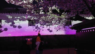 姫路城（イベント）に投稿された画像（2022/4/5）