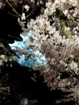 姫路城（イベント）に投稿された画像（2022/4/5）