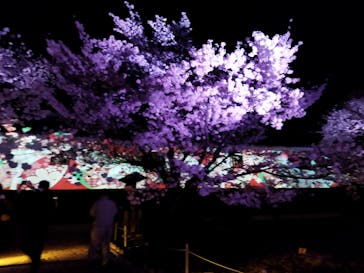 姫路城（イベント）に投稿された画像（2022/4/5）