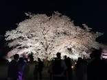 NAKED FLOWERS 2022 -桜- 世界遺産・二条城に投稿された画像（2022/4/5）