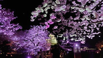 姫路城（イベント）に投稿された画像（2022/4/5）