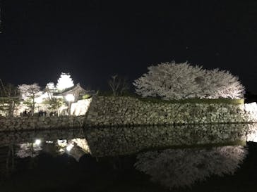 姫路城（イベント）に投稿された画像（2022/4/5）