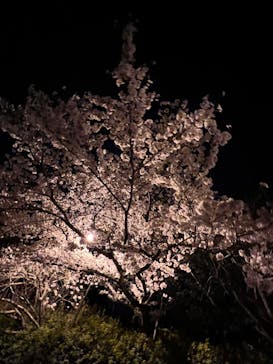 上方温泉 一休 京都本館に投稿された画像（2022/4/5）