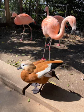 横浜・八景島シーパラダイスに投稿された画像（2022/4/5）