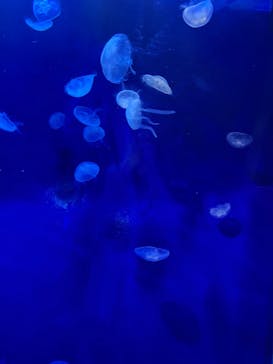 サンシャイン水族館に投稿された画像（2022/4/5）
