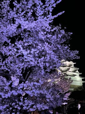 姫路城（イベント）に投稿された画像（2022/4/5）