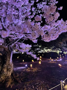 姫路城（イベント）に投稿された画像（2022/4/5）