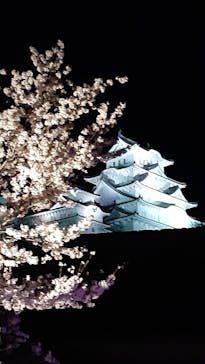 姫路城（イベント）に投稿された画像（2022/4/5）