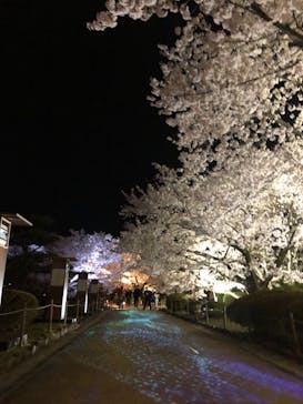 姫路城（イベント）に投稿された画像（2022/4/5）