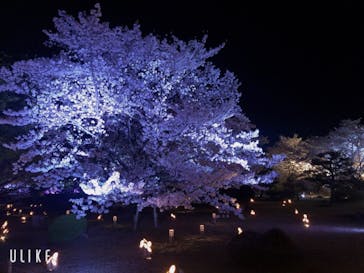 姫路城（イベント）に投稿された画像（2022/4/5）