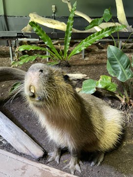 カワスイ 川崎⽔族館に投稿された画像（2022/4/5）